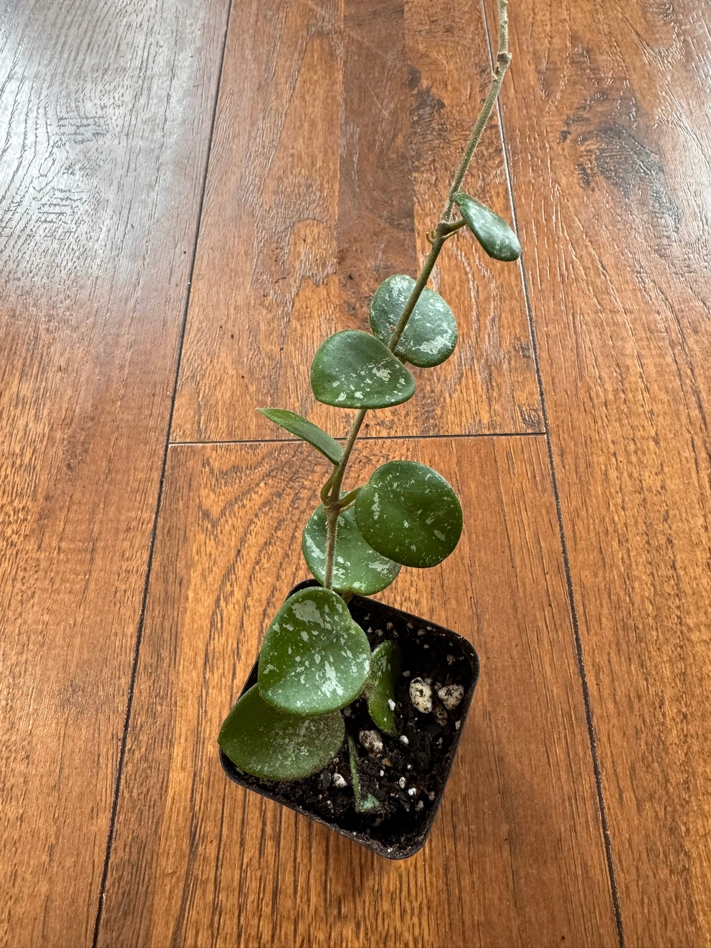 Hoya Mathilde Splash in 2-inch pot with round green leaves speckled in silver, compact hoya houseplant