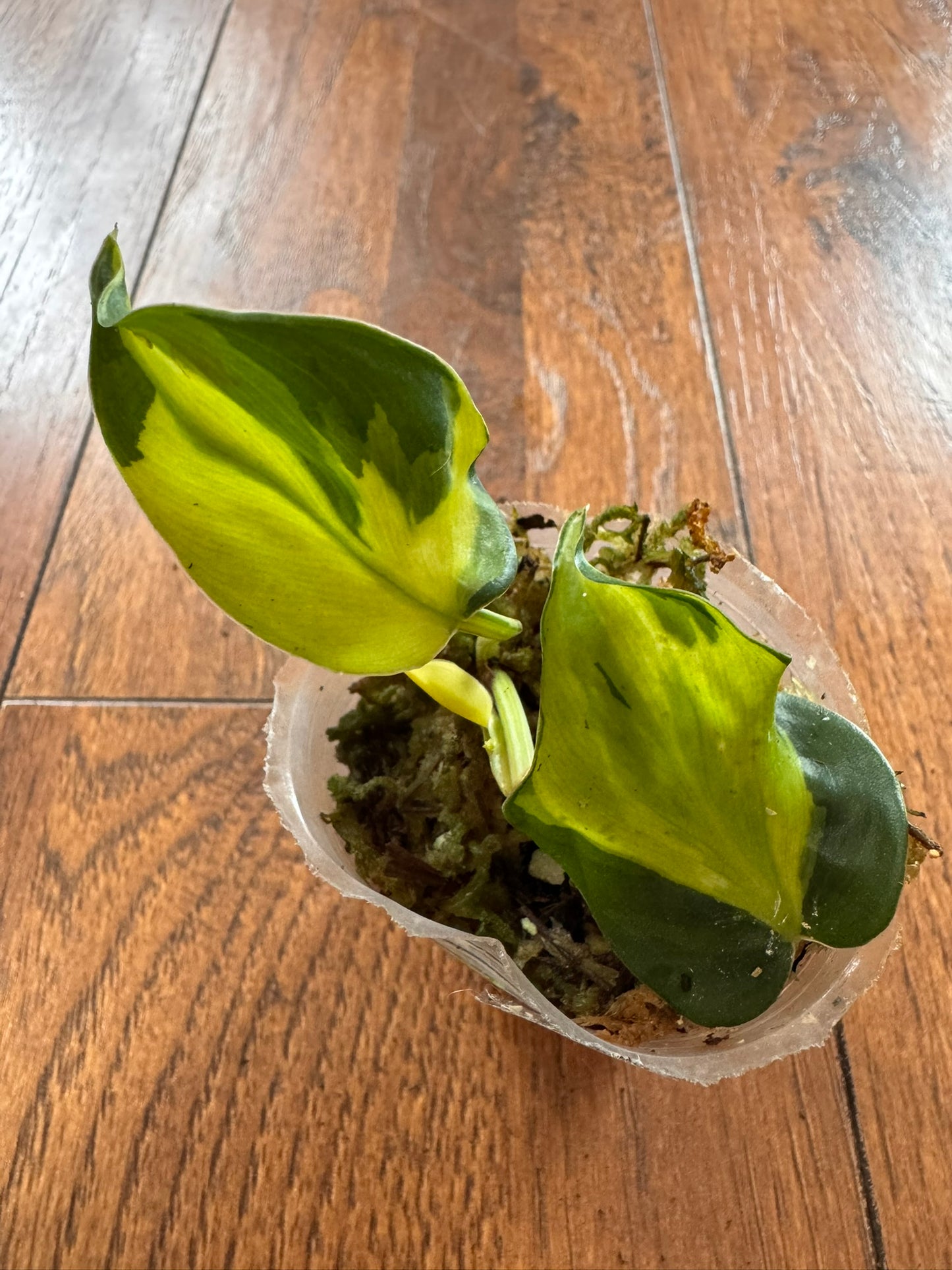 Philodendron Gabby in 3-inch pot with soft green and cream variegated leaves, tropical trailing philodendron