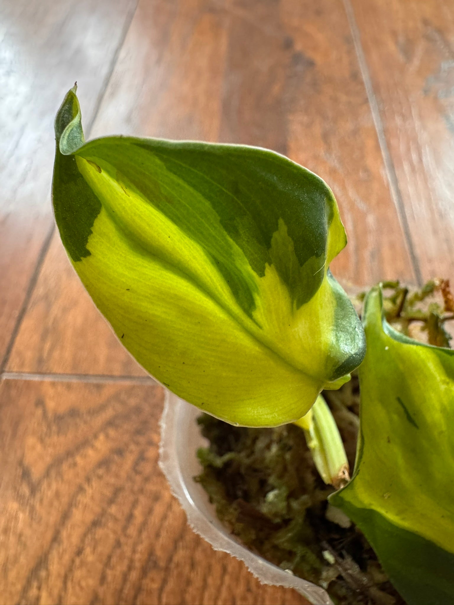 Philodendron Gabby in 3-inch pot with soft green and cream variegated leaves, tropical trailing philodendron