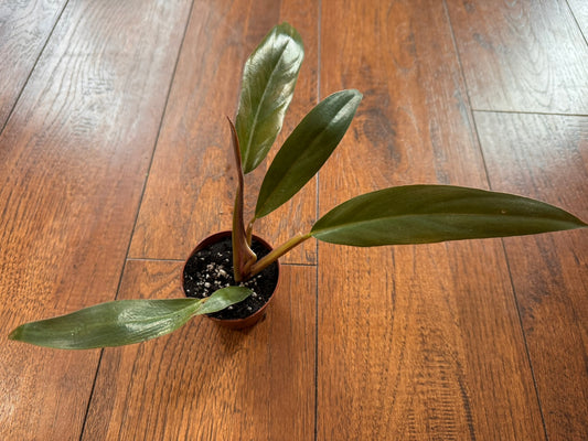 Philodendron Pluto in 4-inch pot with compact deep green arrow-shaped leaves, upright tropical philodendron
