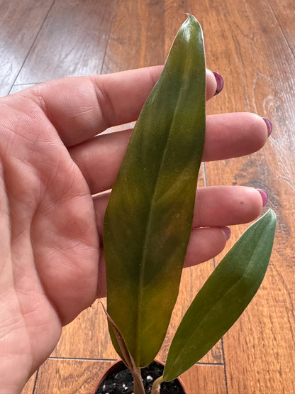 Philodendron Pluto in 4-inch pot with compact deep green arrow-shaped leaves, upright tropical philodendron