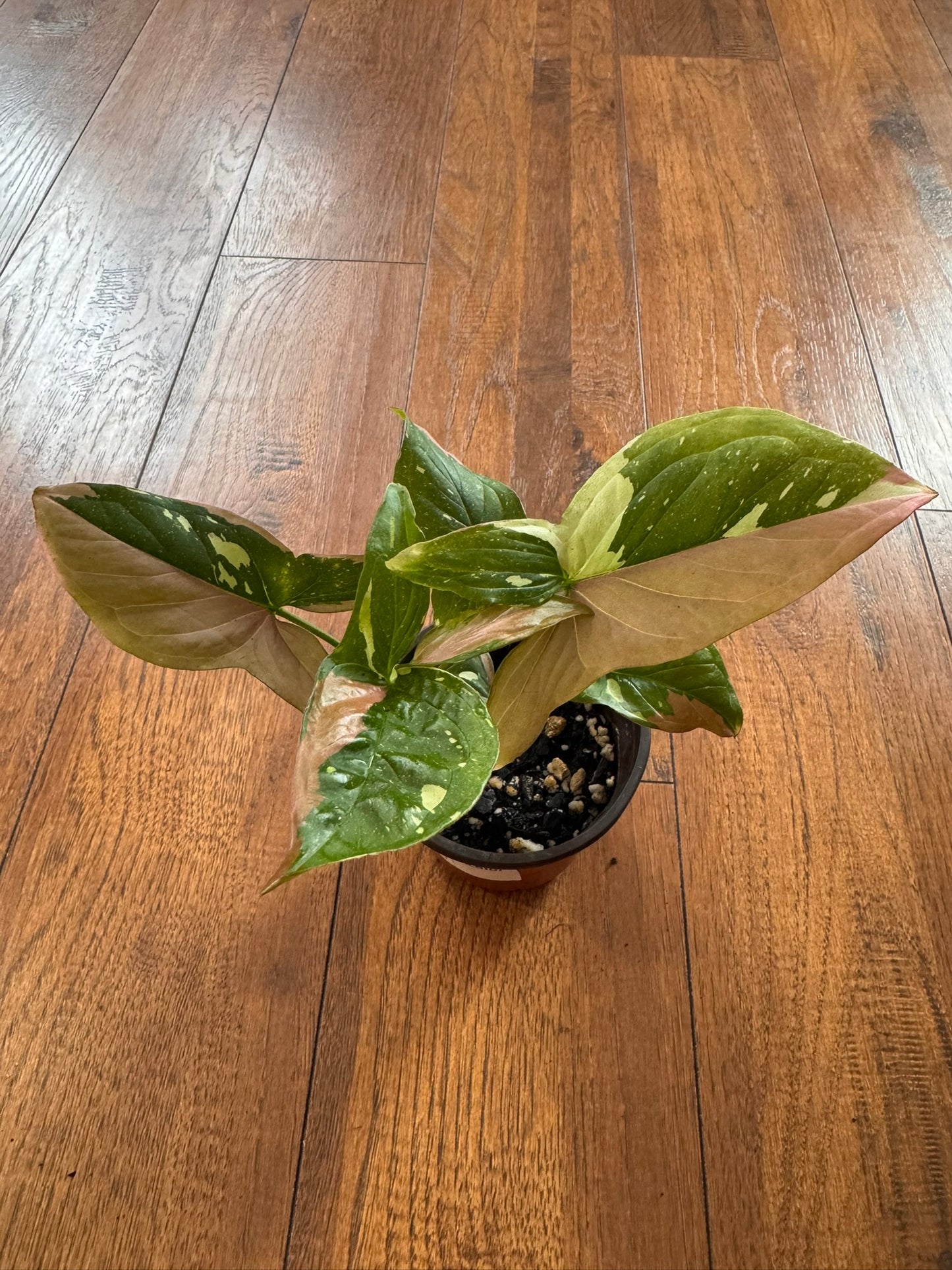 Syngonium Red Spot Tricolor in 4-inch pot with green, pink, and white variegated arrow-shaped leaves
