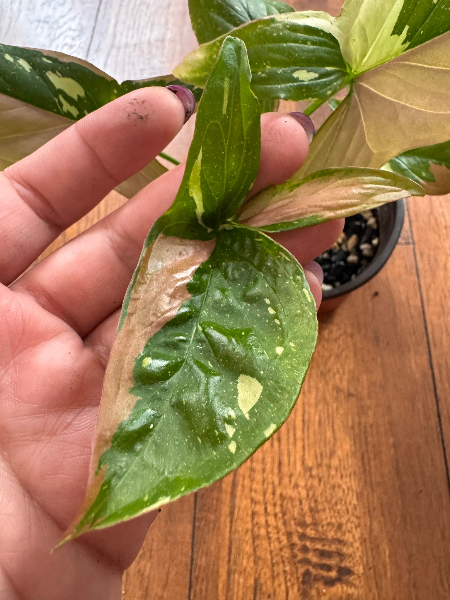 Syngonium Red Spot Tricolor in 4-inch pot with green, pink, and white variegated arrow-shaped leaves