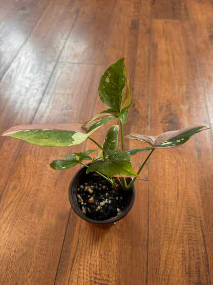 Syngonium Red Spot Tricolor in 4-inch pot with green, pink, and white variegated arrow-shaped leaves
