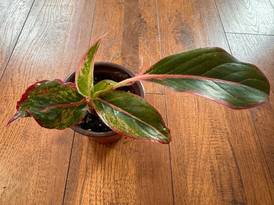 Aglaonema Siam Aurora in 4-inch pot with green leaves edged in red and pink variegation