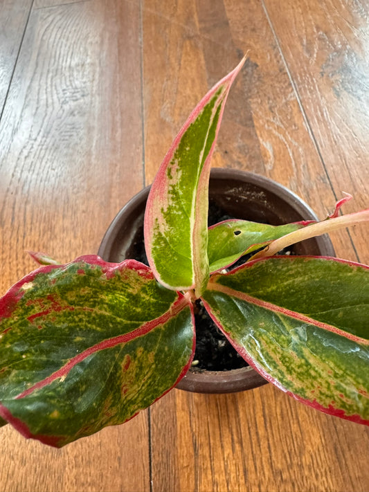 Aglaonema Siam Aurora in 4-inch pot with green leaves edged in red and pink variegation