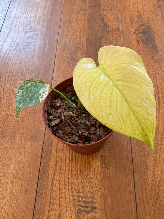 Monstera Mint in 4-inch pot with pale mint-green and creamy variegated leaves, tropical variegated Monstera houseplant