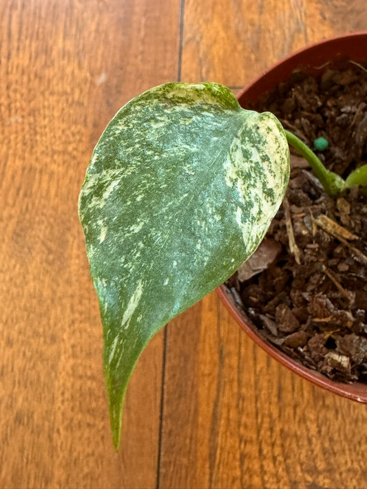 Monstera Mint in 4-inch pot with pale mint-green and creamy variegated leaves, tropical variegated Monstera houseplant