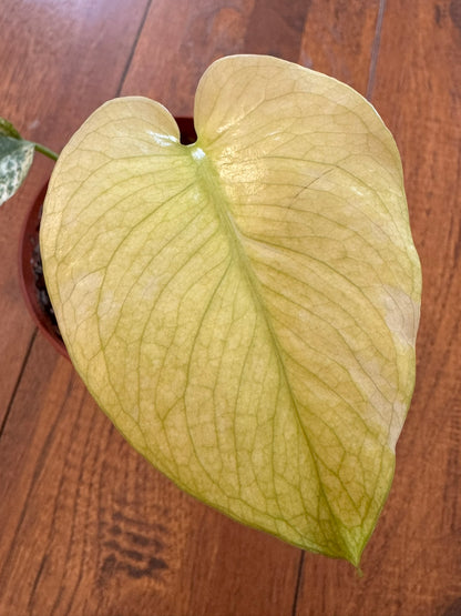 Monstera Mint in 4-inch pot with pale mint-green and creamy variegated leaves, tropical variegated Monstera houseplant