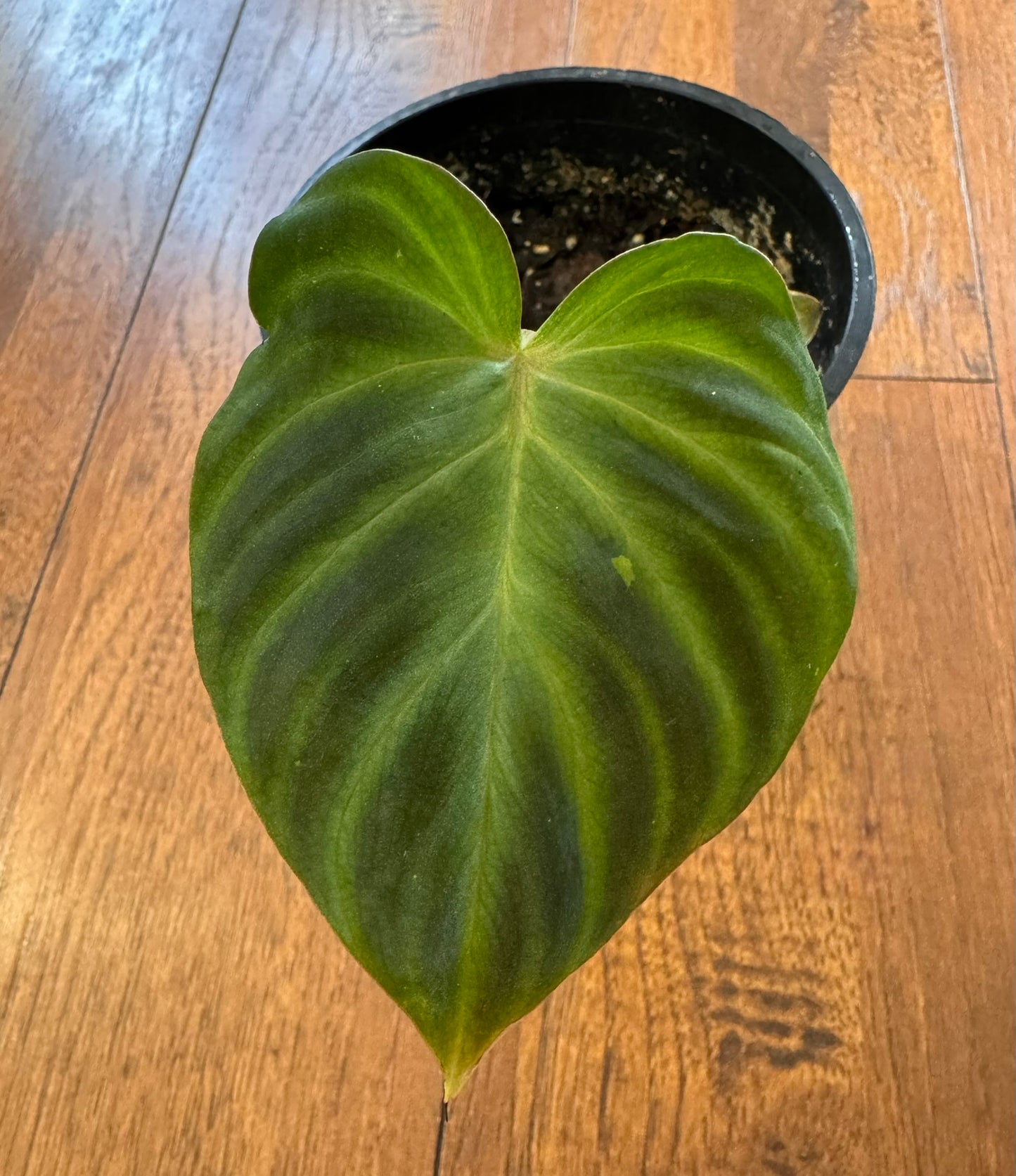 Philodendron Verrucosum in 4-inch pot with velvety green heart-shaped leaves and red fuzzy petioles