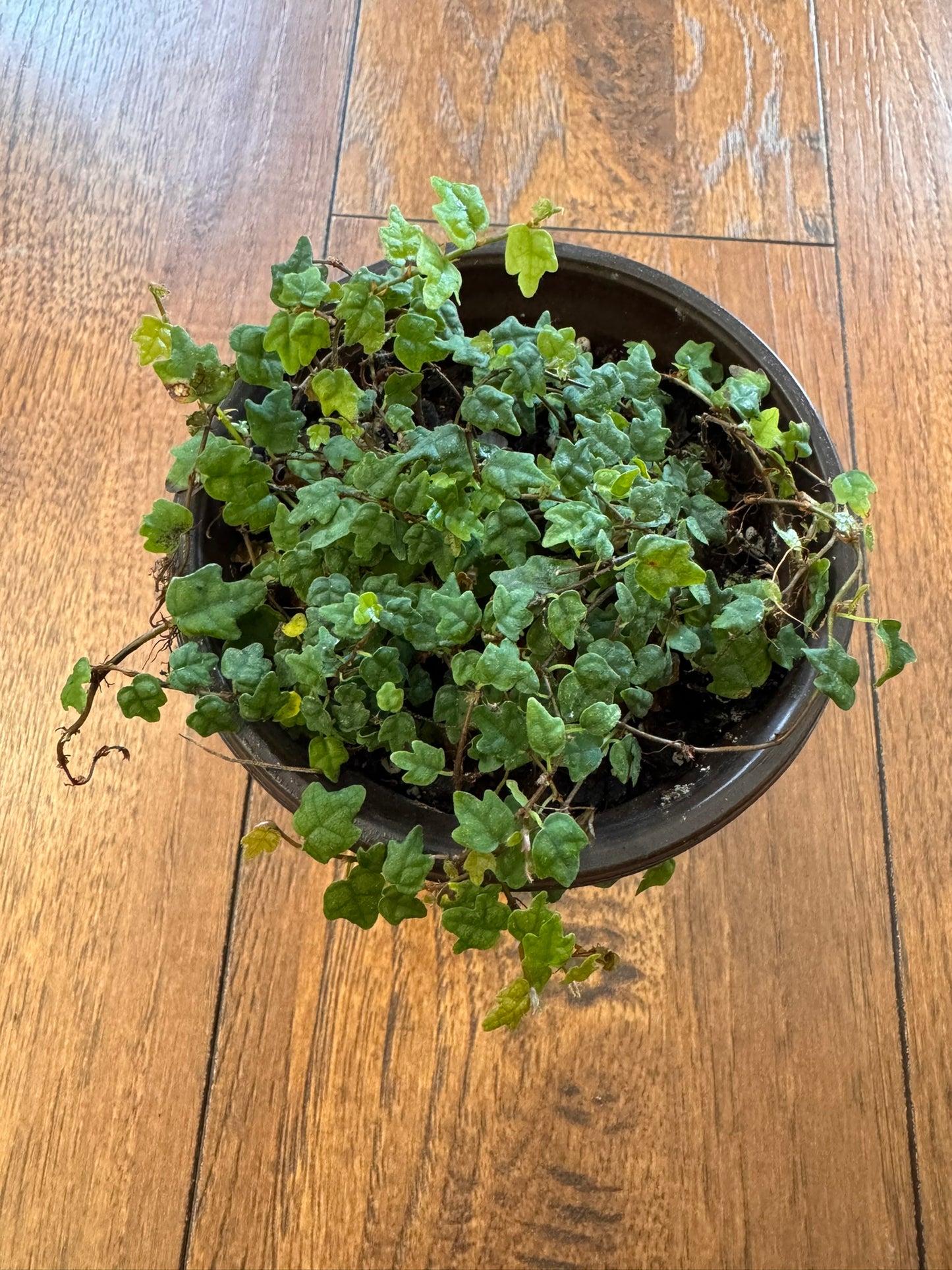 String of Frogs in 4-inch pot with trailing vines of small frog-shaped green leaves, tropical trailing houseplant
