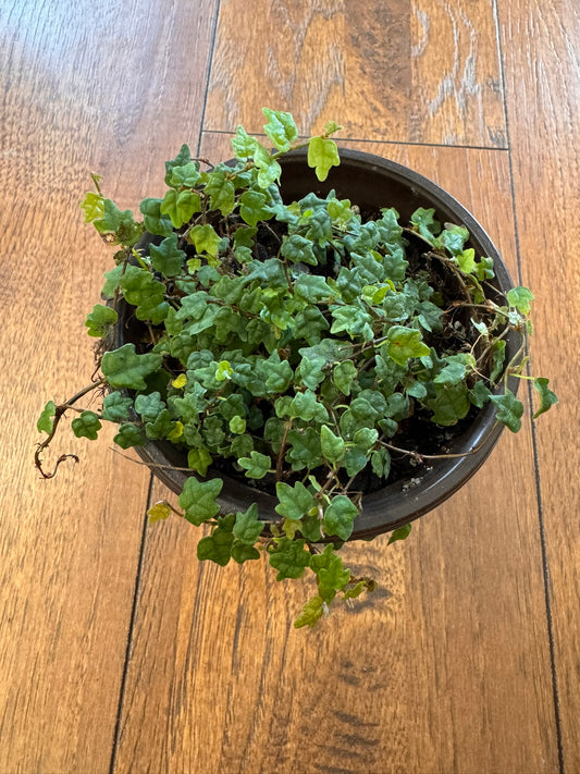 String of Frogs in 4-inch pot with trailing vines of small frog-shaped green leaves, tropical trailing houseplant