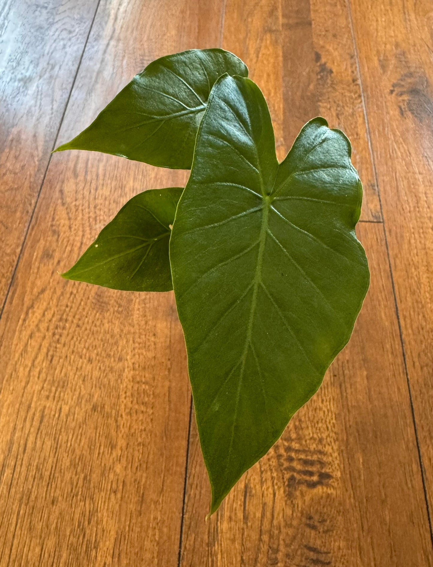 Alocasia Odora California in 3-inch pot with upright glossy green leaves, tropical Alocasia houseplant