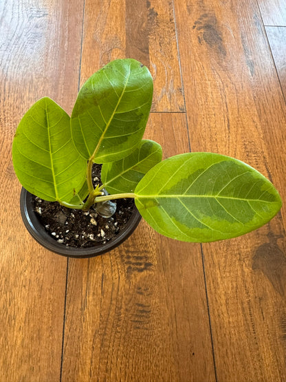 Ficus Altissima in 4-inch pot with large glossy green leaves variegated in lime green