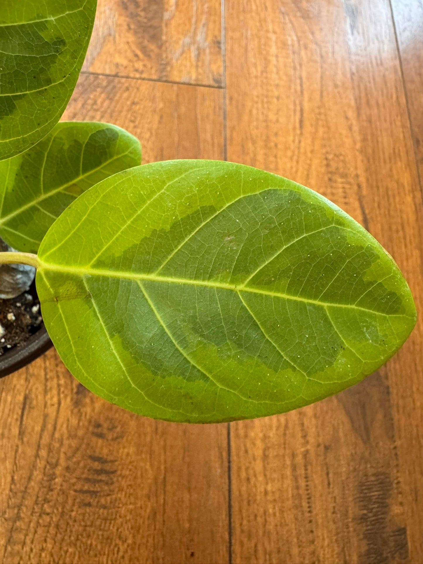 Ficus Altissima in 4-inch pot with large glossy green leaves variegated in lime green