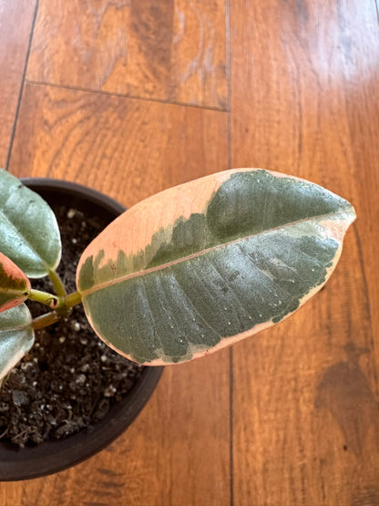 Ficus Tineke in 4-inch pot with glossy variegated green, cream, and pink leaves