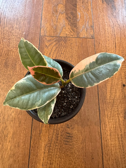 Ficus Tineke in 4-inch pot with glossy variegated green, cream, and pink leaves