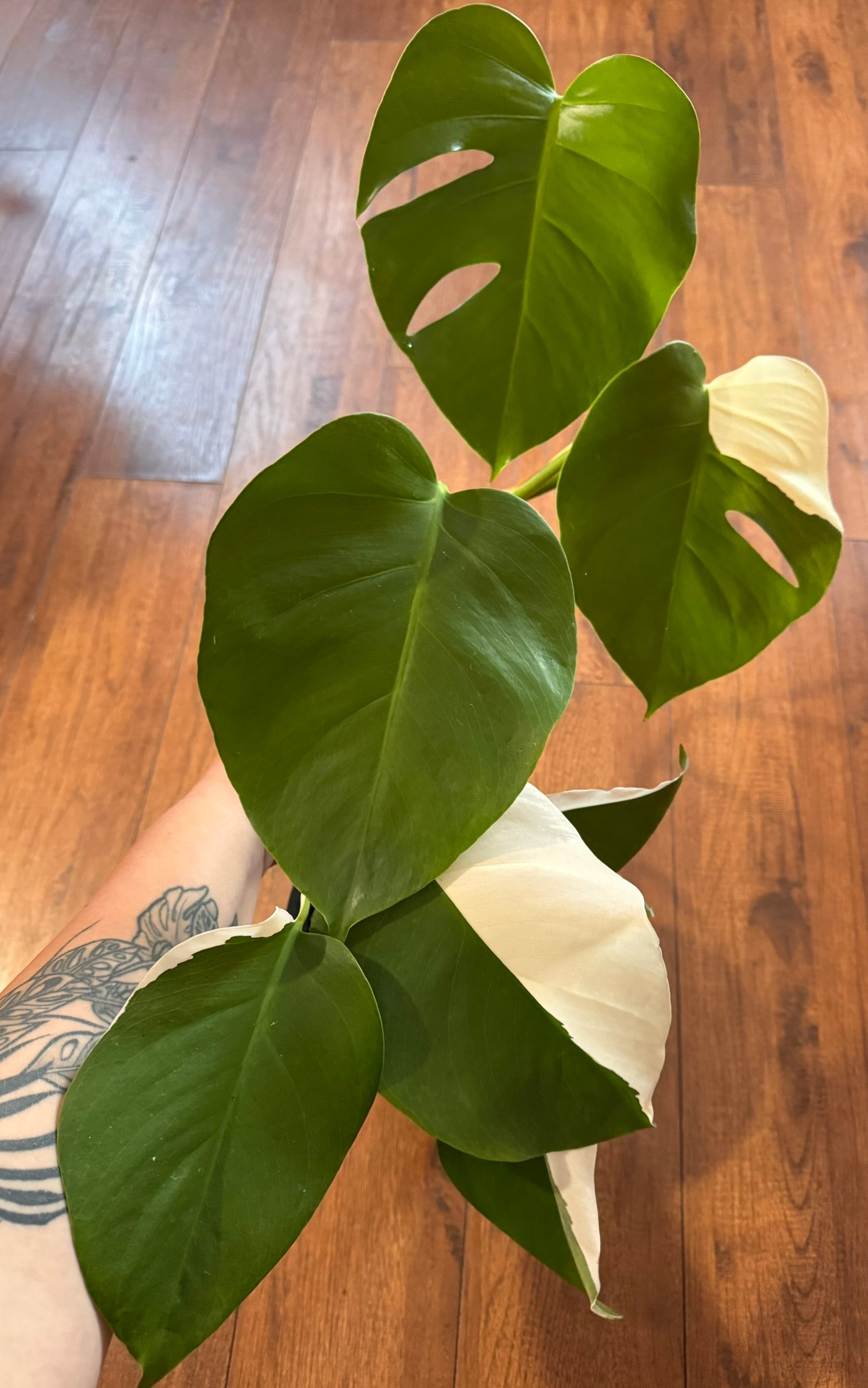 Monstera Albo in 6-inch pot with sectoral white and green variegated leaves and natural fenestrations, tropical variegated Monstera