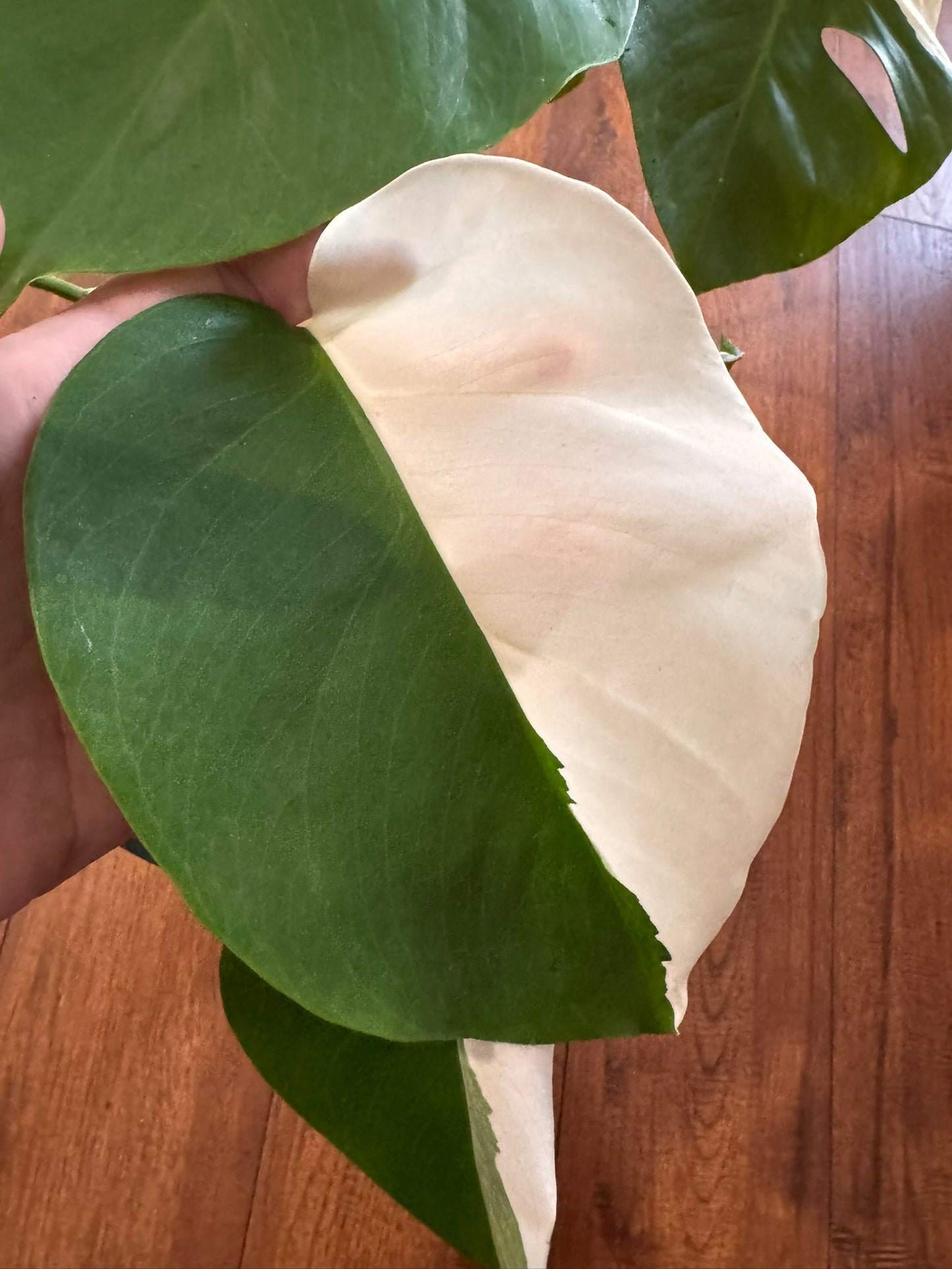 Monstera Albo in 6-inch pot with sectoral white and green variegated leaves and natural fenestrations, tropical variegated Monstera