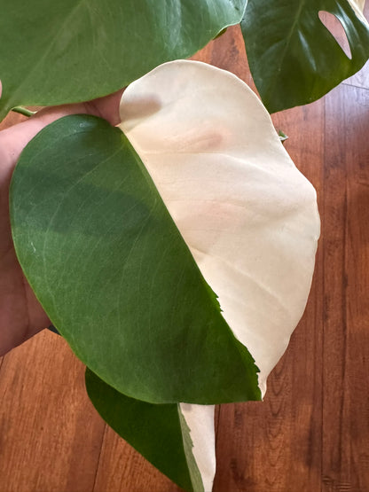 Monstera Albo in 6-inch pot with sectoral white and green variegated leaves and natural fenestrations, tropical variegated Monstera