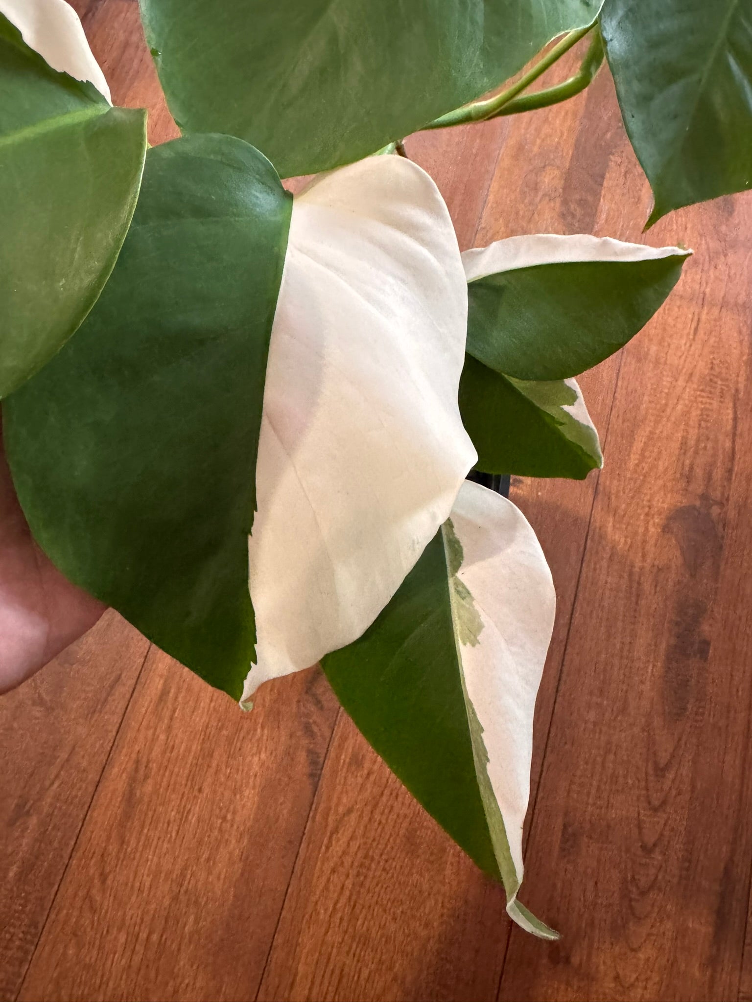 Monstera Albo in 6-inch pot with sectoral white and green variegated leaves and natural fenestrations, tropical variegated Monstera