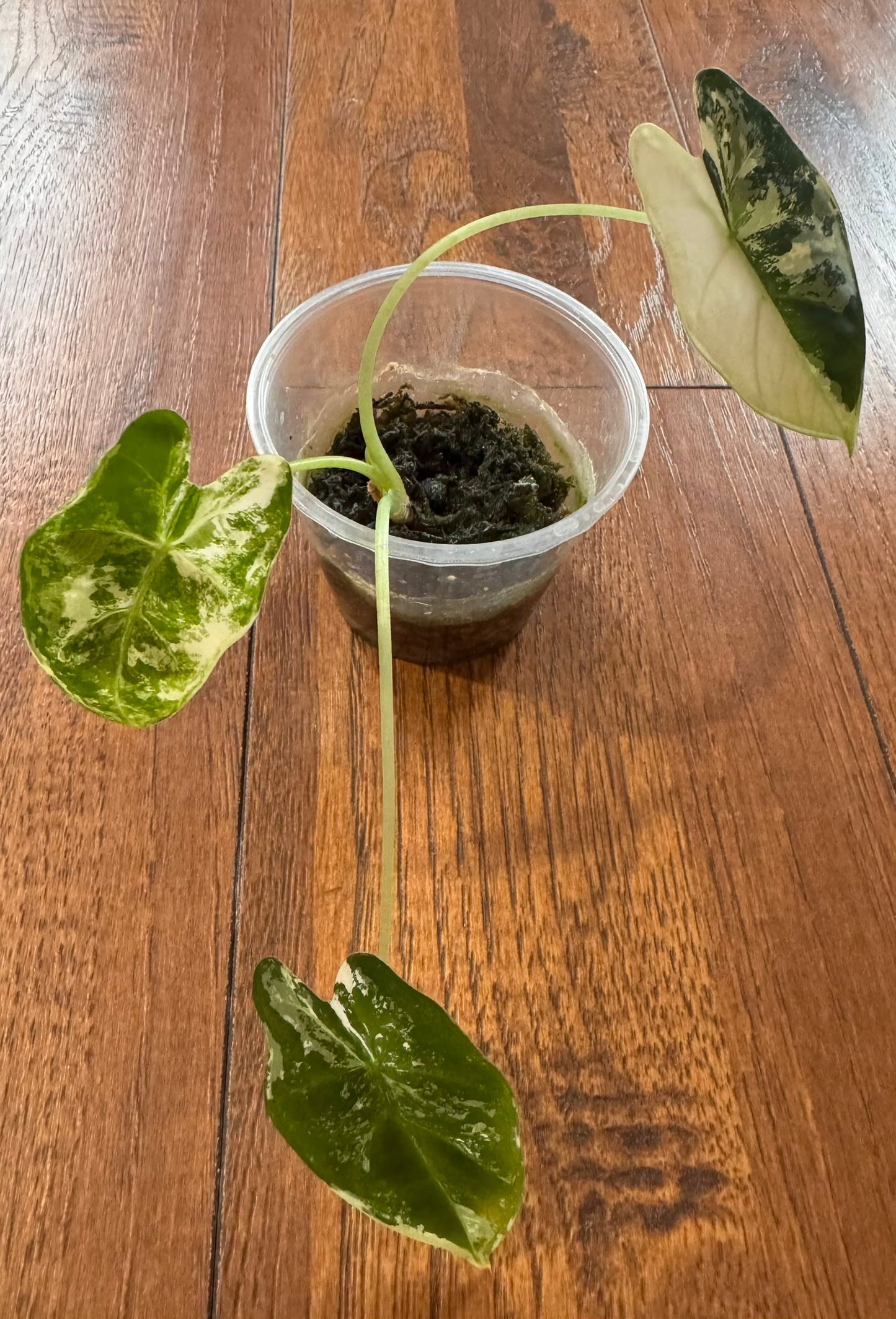 Alocasia Variegated Frydek in 3-inch pot with deep green velvet leaves variegated in white