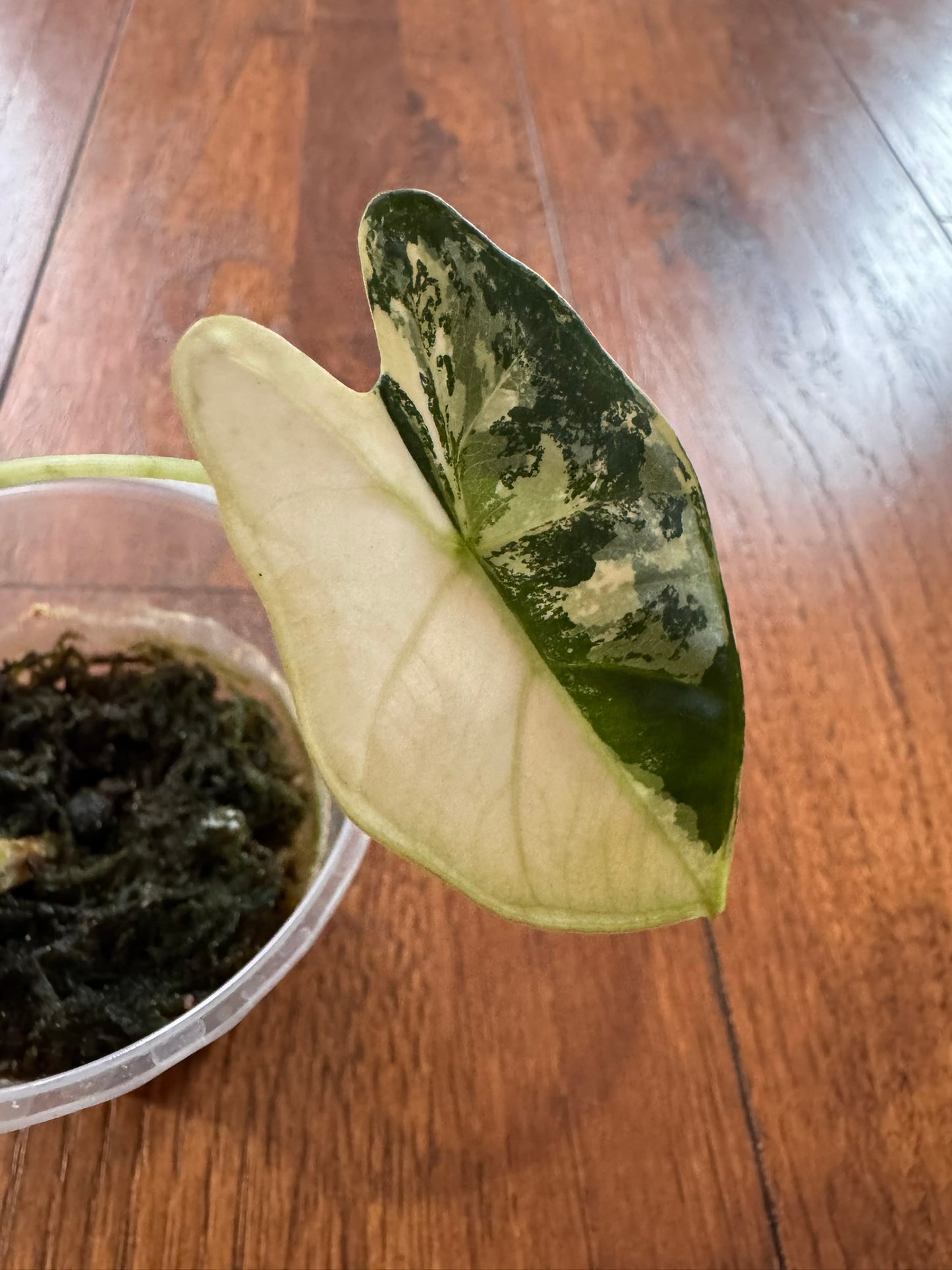 Alocasia Variegated Frydek in 3-inch pot with deep green velvet leaves variegated in white