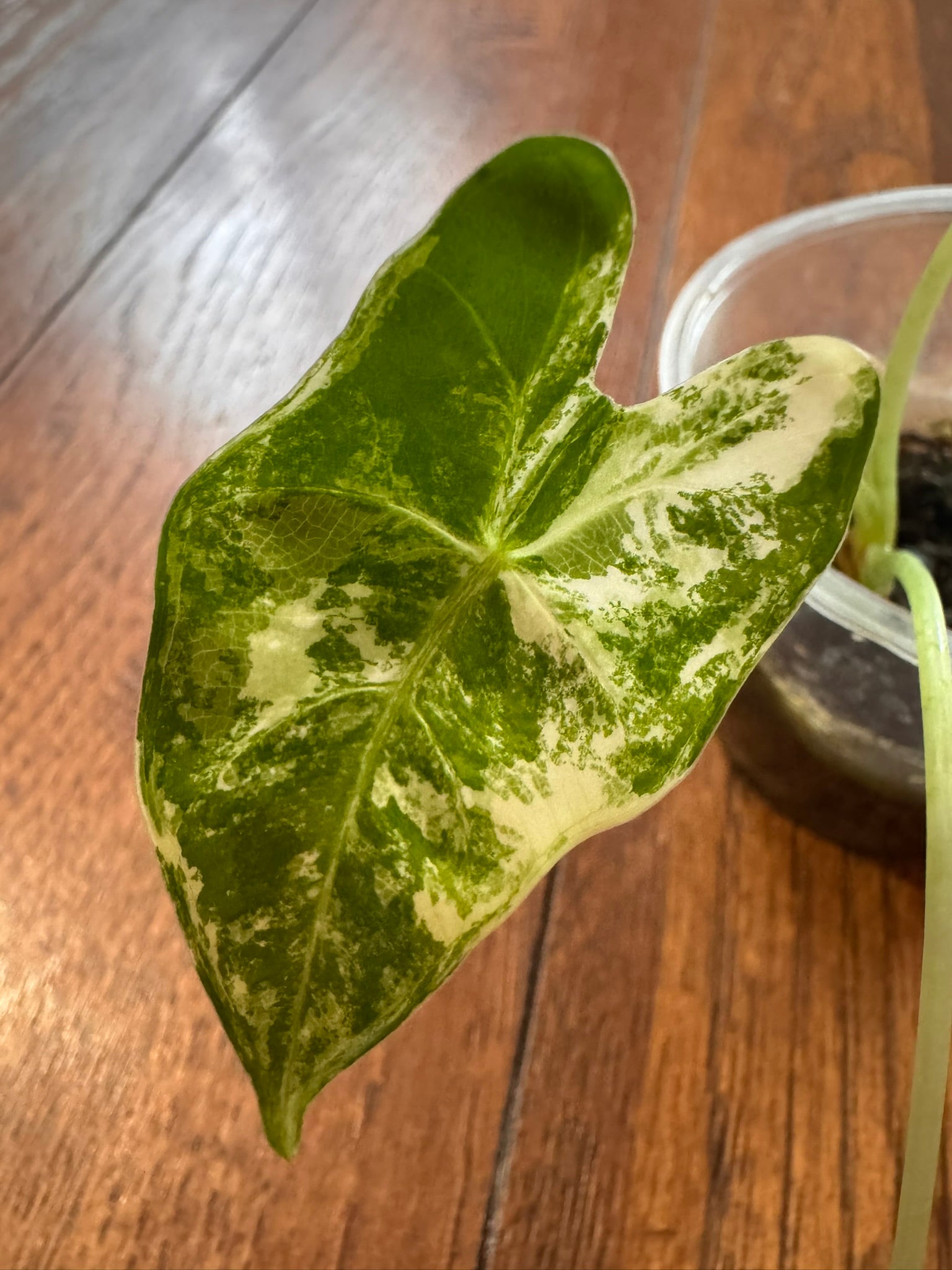 Alocasia Variegated Frydek in 3-inch pot with deep green velvet leaves variegated in white