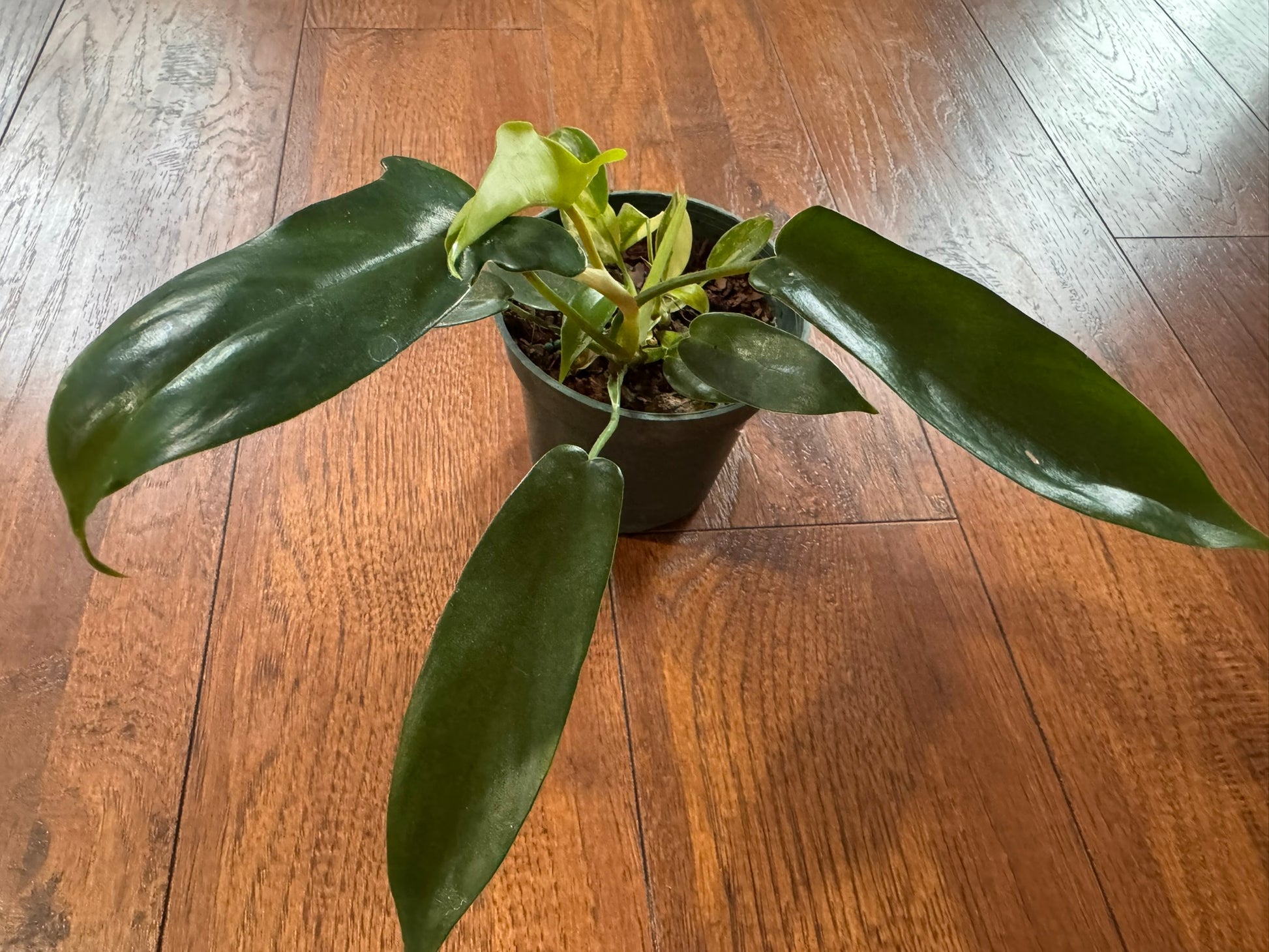 Philodendron Florida Beauty in 4-inch pot with variegated lobed green and yellow leaves