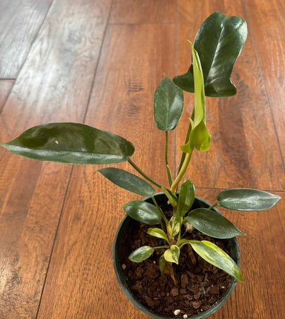 Philodendron Florida Beauty in 4-inch pot with variegated lobed green and yellow leaves