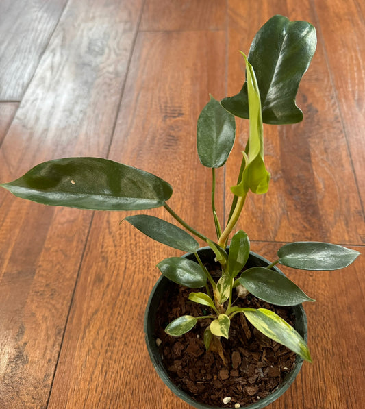 Philodendron Florida Beauty in 4-inch pot with variegated lobed green and yellow leaves