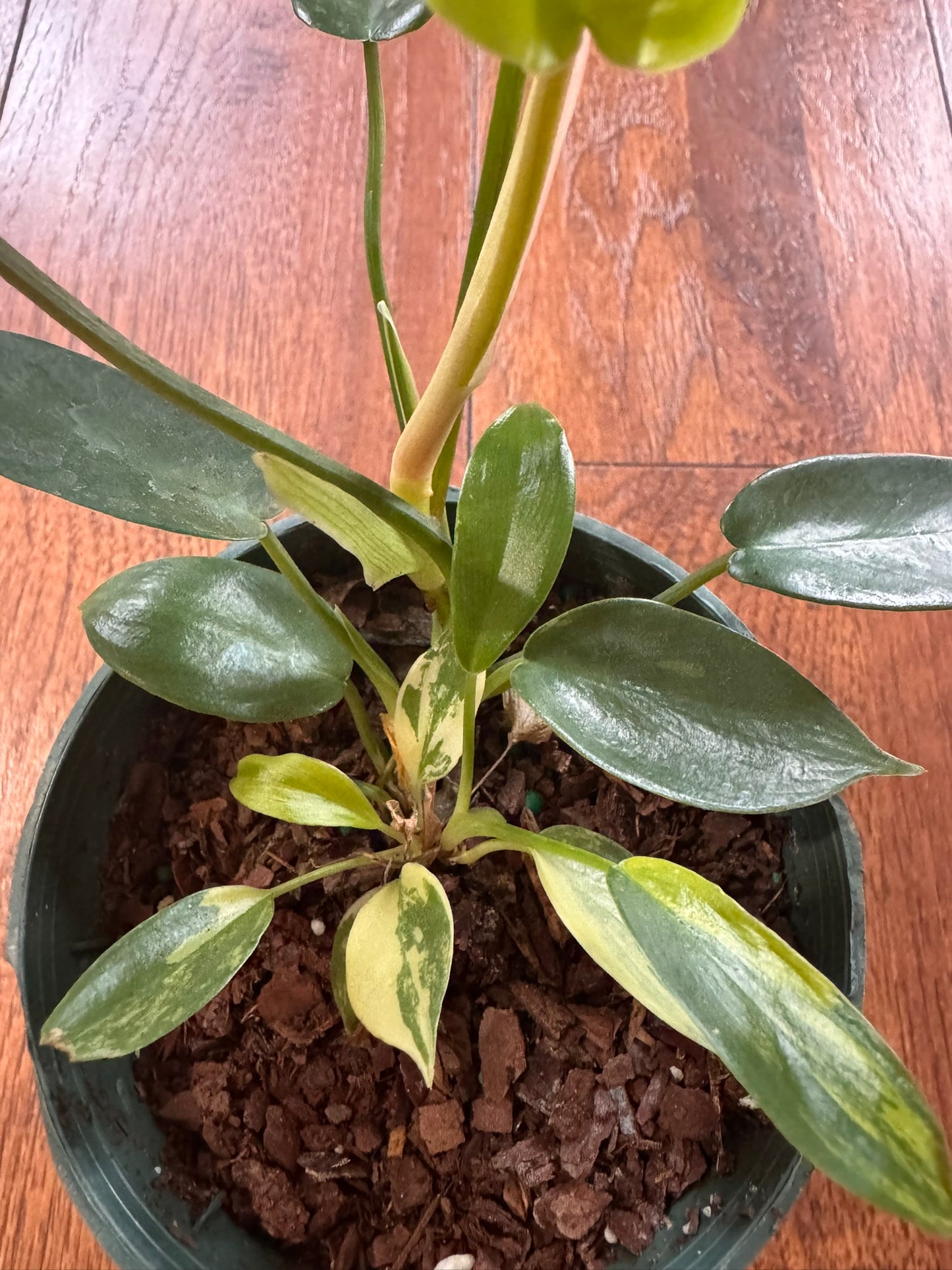 Philodendron Florida Beauty in 4-inch pot with variegated lobed green and yellow leaves