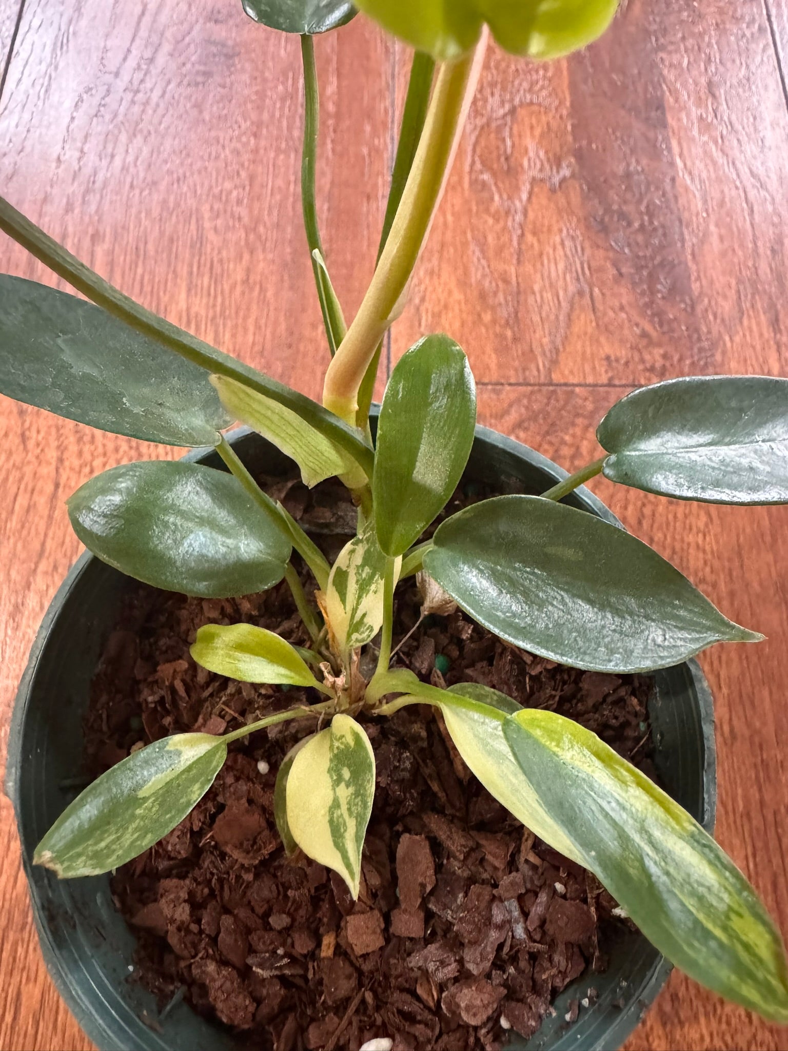 Philodendron Florida Beauty in 4-inch pot with variegated lobed green and yellow leaves