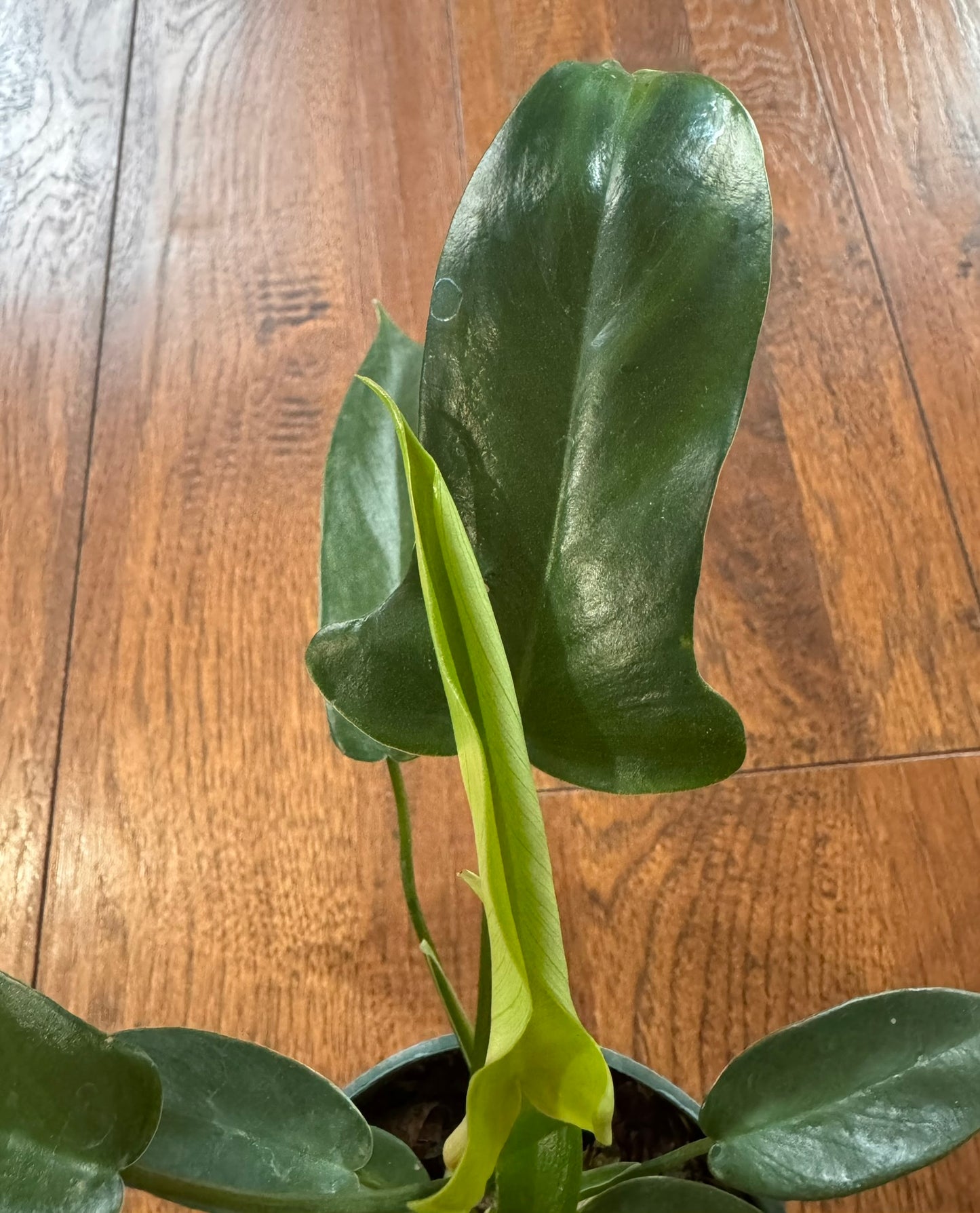 Philodendron Florida Beauty in 4-inch pot with variegated lobed green and yellow leaves