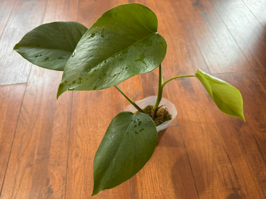 Monstera Deliciosa in 4-inch pot with green leaves developing natural splits and holes