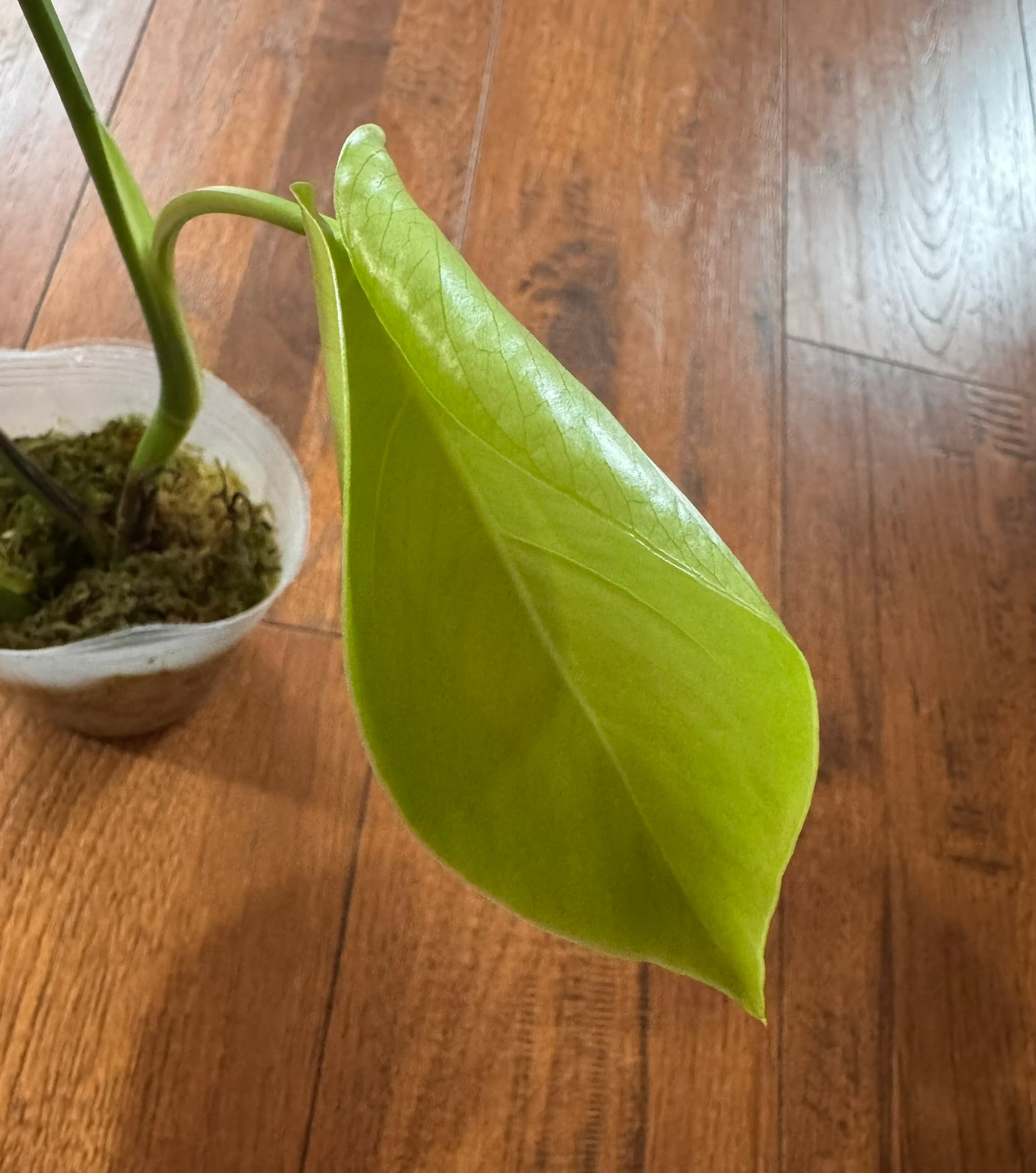 Monstera Deliciosa in 4-inch pot with green leaves developing natural splits and holes