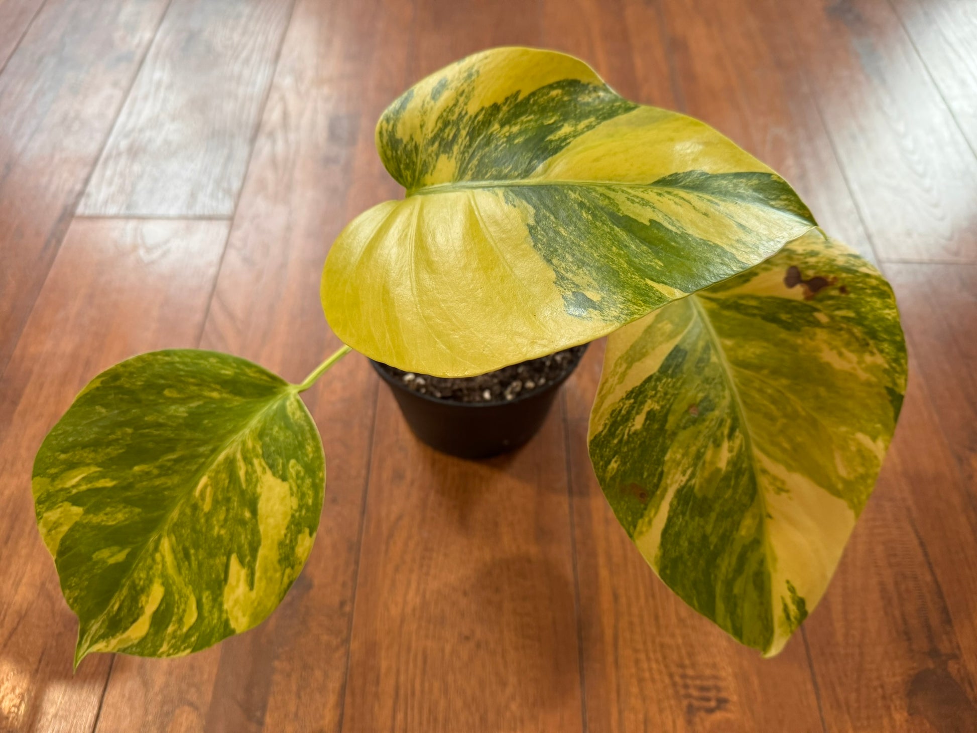 Monstera Aurea in 6-inch pot with green leaves marbled in yellow variegation and fenestrations