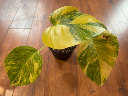 Monstera Aurea in 6-inch pot with green leaves marbled in yellow variegation and fenestrations