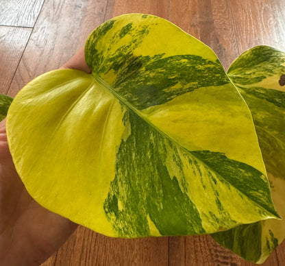 Monstera Aurea in 6-inch pot with green leaves marbled in yellow variegation and fenestrations