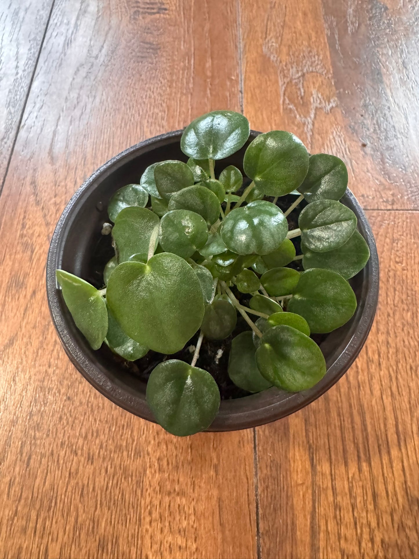 Peperomia Little Toscani in 4-inch pot with thick glossy green leaves