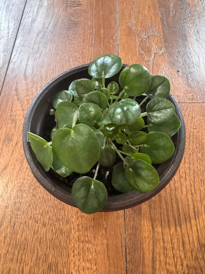 Peperomia Little Toscani in 4-inch pot with thick glossy green leaves