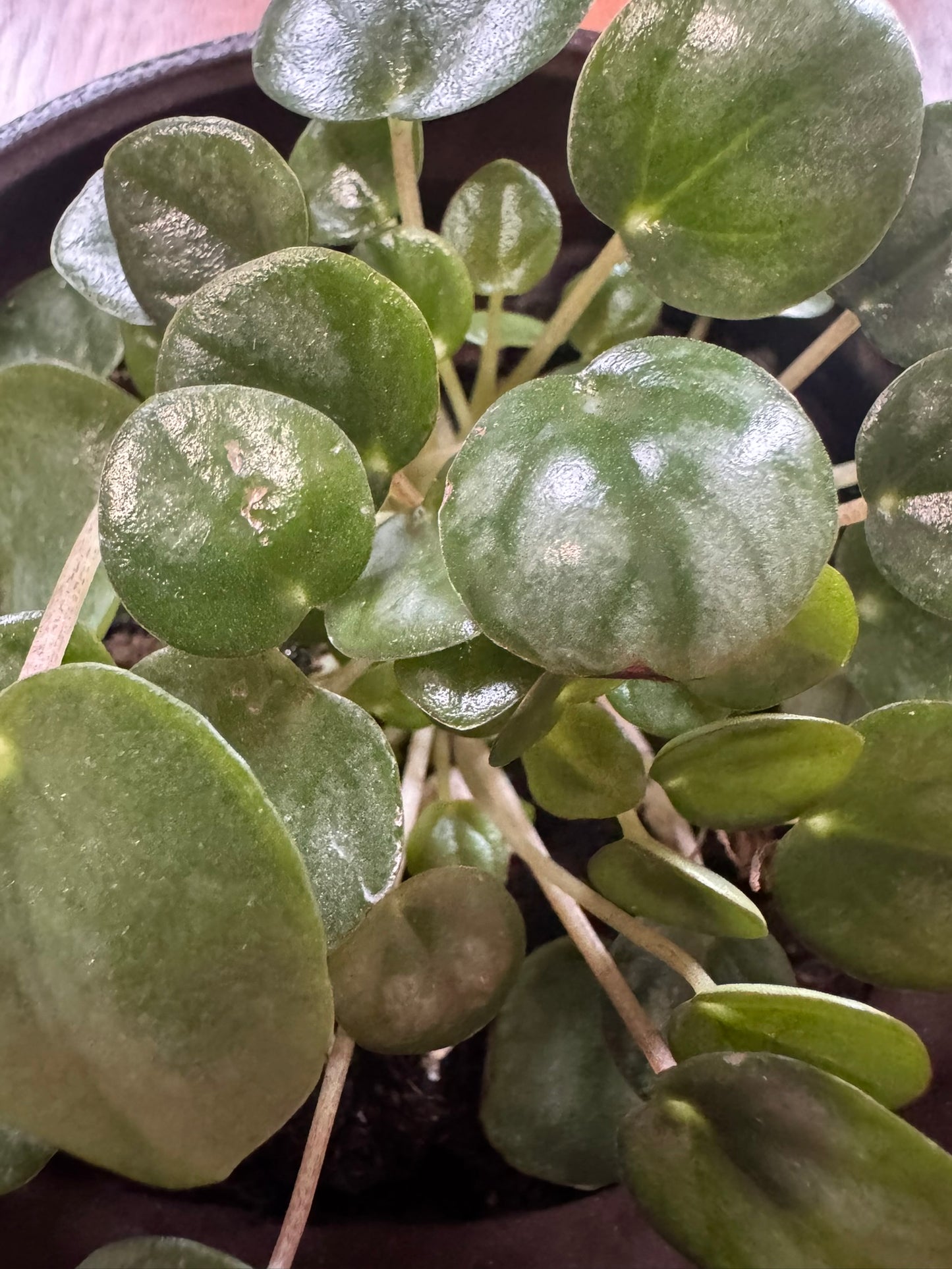 Peperomia Little Toscani in 4-inch pot with thick glossy green leaves