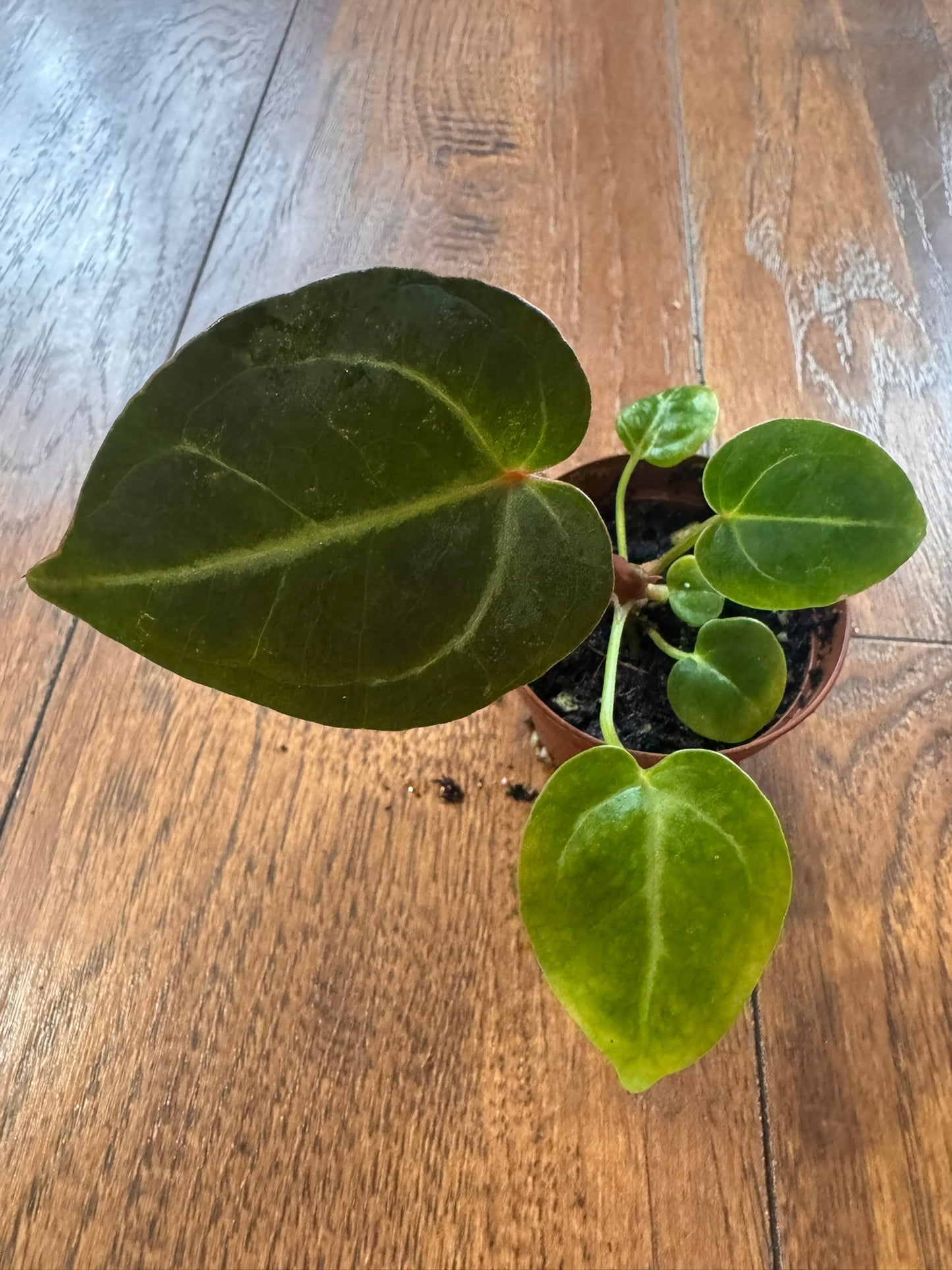 Anthurium NOID in 2-inch pot with compact green tropical foliage