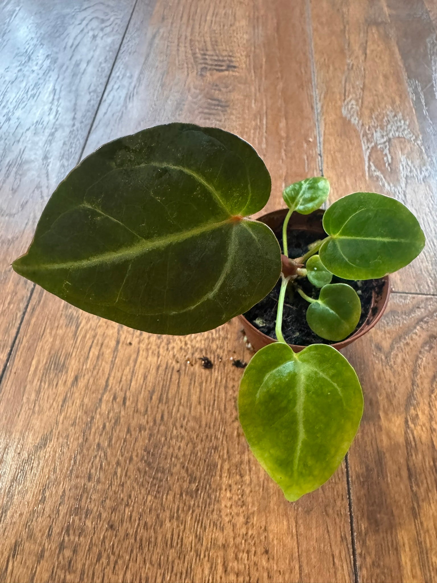Anthurium NOID in 2-inch pot with compact green tropical foliage