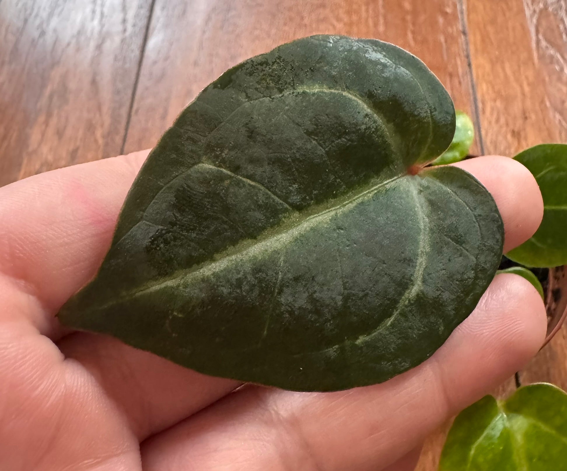 Anthurium NOID in 2-inch pot with compact green tropical foliage
