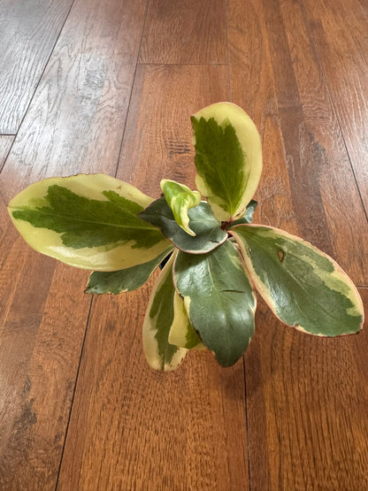 Peperomia Ginny in 3-inch pot with green leaves edged in white and pink