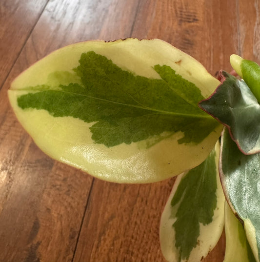 Peperomia Ginny in 3-inch pot with green leaves edged in white and pink
