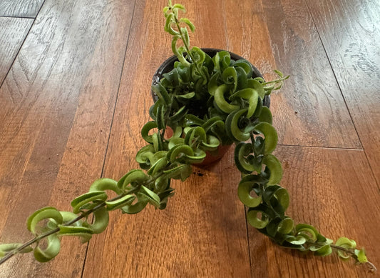 Twisted Lipstick Plant in 4-inch pot with curly green trailing stems