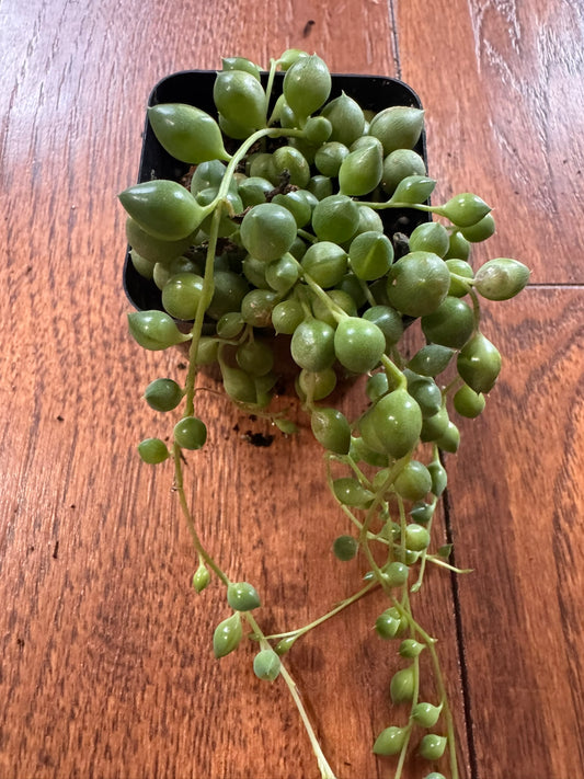 String of Tears in 2-inch pot with trailing strands of teardrop-shaped green succulent leaves