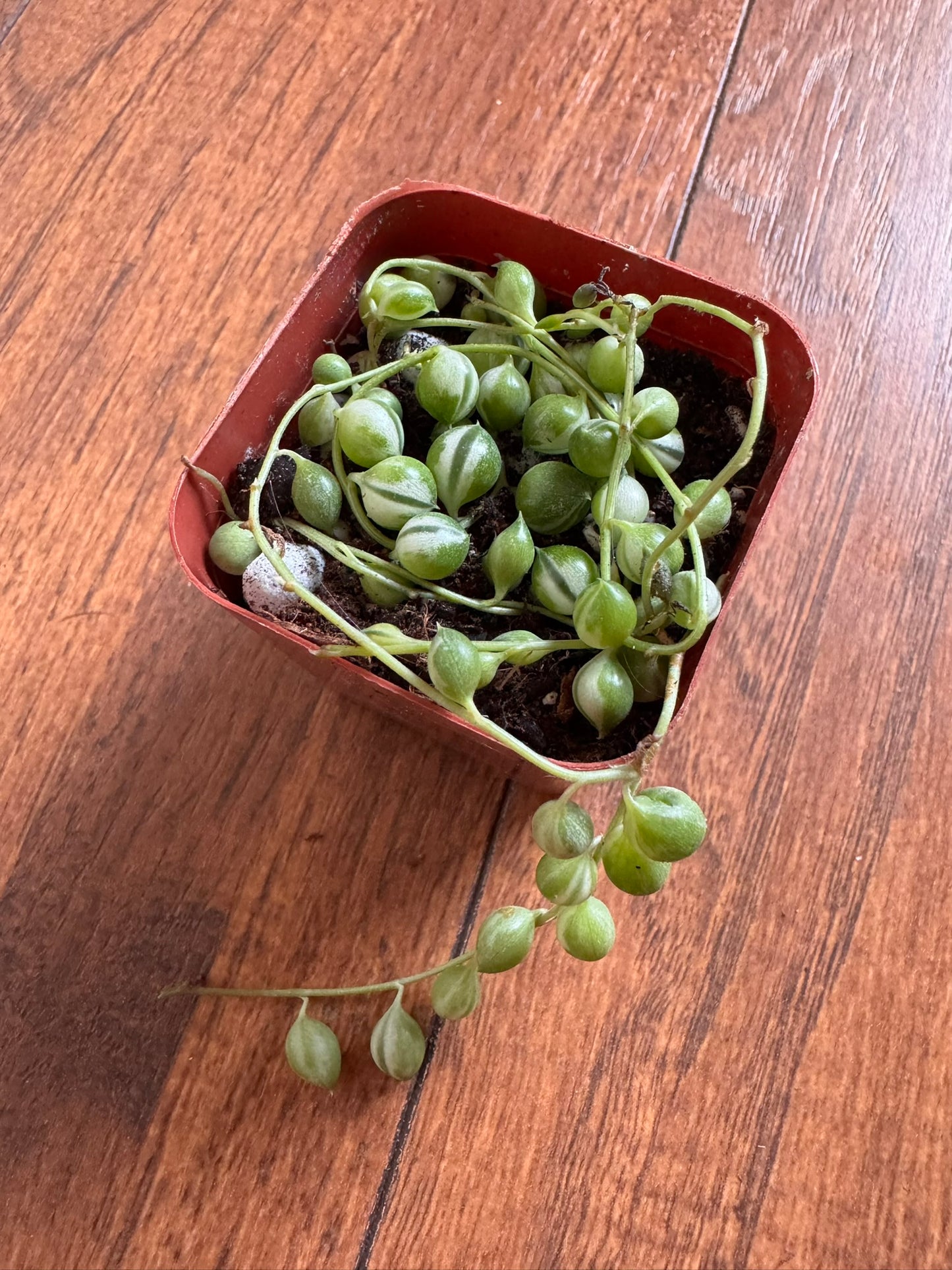 Variegated String of Pearls in 2-inch pot with trailing strands of green and cream bead-like succulent leaves